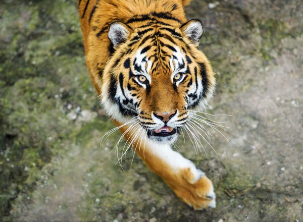 Спасти амурского тигра позволит увеличение его кормовой базы